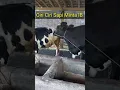 Ciri Sapi Betina Siap Kawin #fyp#sapi #sapiperah #sapifh #cow #cattle #sapibirahi#kawin #kawinsuntik