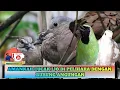 Amankah Cucak Ijo Di Pelihara Dengan Burung Angungan