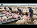 Lagu 4,457 Sheep Processed Every Hour in Australia – How This $6.1 Billion Industry Really Works