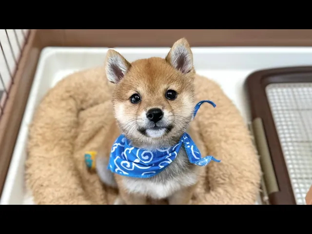 動画