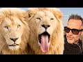 ANIMAL REUNION Can Kevin Use Meta Glasses with PRIDE of 6 Crazy LIONS The Lion Whisperer