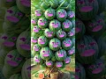 Download Lagu Alifun ba Taun saa | Naat | Islamic video | #cute #naat #viralvideos #trending #comedy #fruit #love