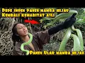 Lagu DEDE INOEN KEMBALI KE HABITAT ALAM PANEN MAMBA HIJAU