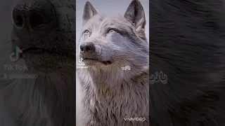 ما جتني الدنيا على الكيف يا ذيب 