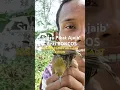 Download Lagu Suara Pikat Sogon Remetuk Laut Konin Terbaru #birds #sogok #sogon #birdsounds #carapikat #burung