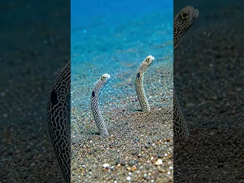 Why Do These Sea Creatures Stand Upright?#trending #facts #ytshorts #short #shorts #nuralomOfficial