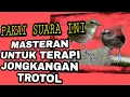 Download Lagu masteran jongkangan coklat gacor,terapi jongkangan coklat