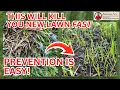 Pythium Can DESTROY New Grass Seedlings How to Prevent It