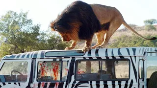 أسد مفترس هرب من السيرك ودخل المدينه واي حد بيشوفه بيبقي أخر يوم في عمرة 