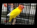 Lagu LOVEBIRD LUTINO MATA MERAH GACOR SUPER PANJANG JUARA
