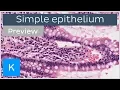 Simple epithelium types of tissues and cells - Human Histology Kenhub