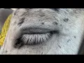 Leonard Cohen - Moving On (Official Video)