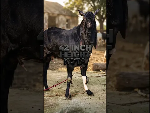 42 Height Ka Kota Goat