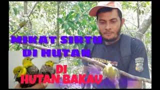Download MIKAT SIRTU DI HUTAN BAKAU MP3