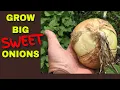 BEST TIPS FOR GROWING BIG SWEET ONIONS FROM 40 YEARS OF ONION GROWING