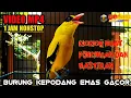 Download Lagu MASTERAN KEPODANG EMAS GACOR DURASI PANJANG COCOK PANCINGAN KEPODANG AGAR BUNYI