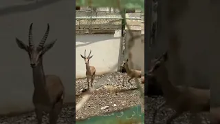 تلتفت بالتفاته مثل لفت الغزاله عيضة المنهالي 