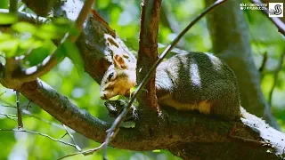 2 Minute Mindfulness Meditation With Cute Sleepy Squirrels For Beginners