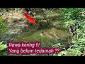 Download Lagu Menemukan Rawa Kering Di perkebunan Kelapa Sawit, Ternyata Ikan Nya Banyak. Auto Panen Ikan.