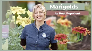 All About Marigolds The Greenery Garden Home