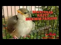 Download Lagu #pemasteran #anakan #cigun MASTERAN CIBLEK GUNUNG BREM RAPAT PANJANG, UNTUK LOLOHAN CIGUN KALIAN