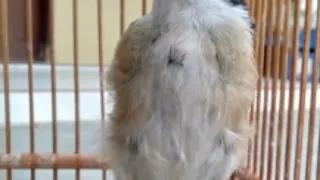 masteran cendet dengan jeda