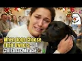 Lagu When Dogs Choose Their Owners — A Christmas Miracle 🐾🎄