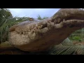 Download Lagu Crocodile 2: Death Swamp (2002) - Trailer