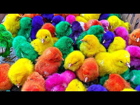 Download MP3 Menangkap ayam lucu, ayam warna warni, ayam rainbow, bebek, angsa, ikan hias, ikan cupang