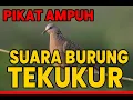 SUARA PIKAT BURUNG TEKUKUR PALING AMPUH 🔊 Terbukti Datangin Tekukur Liar