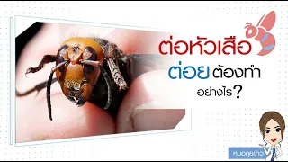 ต่อหัวเสือต่อยคนได้ไหม แล้วทำไมถึงทำให้เสียชีวิตได้