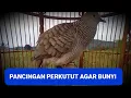 Download Lagu PERKUTUT LOKAL GACOR SUARA PALING AMPUH UNTUK PANCINGAN BURUNG PERKUTUT AGAR BUNYI CEPAT GACOR