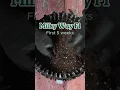 Download Lagu Royal Queen Seeds’ Milky Way F1 [First Weeks 🌱]