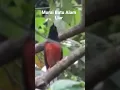 Download Lagu SUARA BURUNG MURAI BATU DI ALAM LIAR