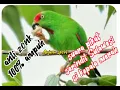 Download Lagu ☑️MP3 suara pikat burung serindit Sulawesi....serindit kepala merah asli sulawesi