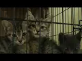 More than 50 pets arrive in Lynchburg before Dorian hits the Carolinas