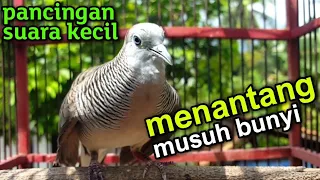 Download perkutut lokal anakan suara kecil menantang musuh MP3