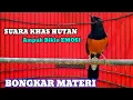 Download Lagu Pancingan wajib murai batu,sudah teruji ampuh bikin murai batu lain cepat emosi dan bongkar materi