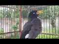 Download Lagu Suara Khas Jalak kebo Betina Memanggil Jantan - Jalak Kebo Jantan Langsung Respon  #204