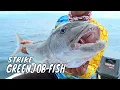 Download Lagu Battle Fishing Perairan Simeulue | MANCING MANIA STRIKE BACK (25/05/25) Part 1