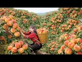 Lagu Harvesting 777+ America Hybrid Peach for Sale | You Will Not Believe This Harvest Way | HURRY UP