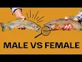 How Do You Tell if a TROUT is Male or Female