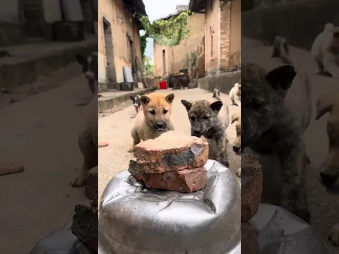 बहुत लुभावना! टोस्ट का पहला स्वाद चखने पर एक गांव के पिल्ले का रिएक्शन बहुत ही प्यारा है 🍞🐕