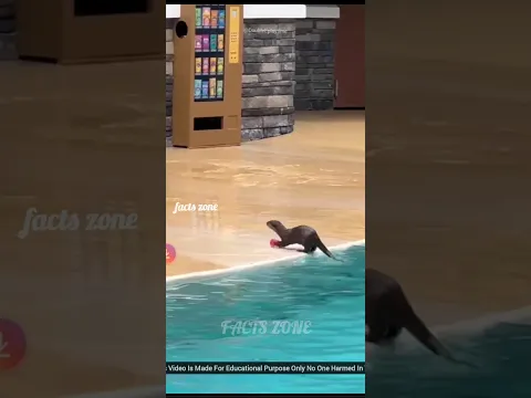 Otter Surprised Everyone π±βοΈ#facts#factsulagam #shorts