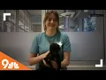 Petline Kitten available for adoption