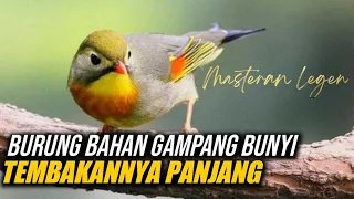 istimewa lihat paruhnya suara rapat dan tajam masteran legen untuk murai batu