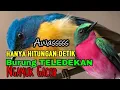 Download Lagu masteran burung || Teledekan Mana Yang ngak GACOR TELER NGOBRA dengar lagu ini ||
