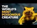 The Insane Biology of The Poison Dart Frog