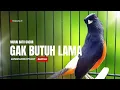 Lagu Suara murai batu gacor AMPUH buat PANCINGAN murai batu agar BUNYI