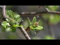 Pollen season has arrived here s some ways to alleviate symptoms